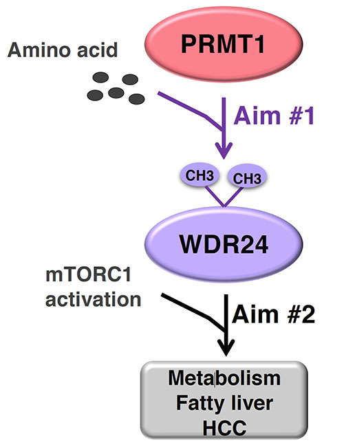 Working hypothesis for the Munera lab showing relationship between PRMT1, WDR24, and fatty liver metabolism