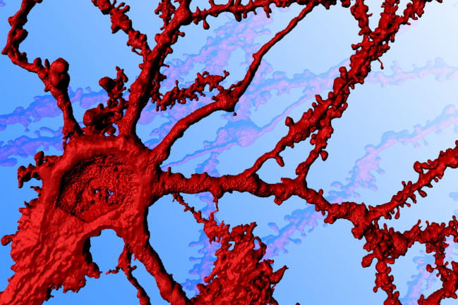 Confocal image of a red-colored mouse neuron with dendritic branches and spines on a blue background