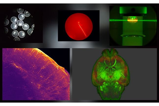 microscope images