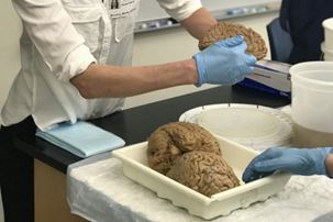 Dr. Sarah Barry presents a human brain to middle school students