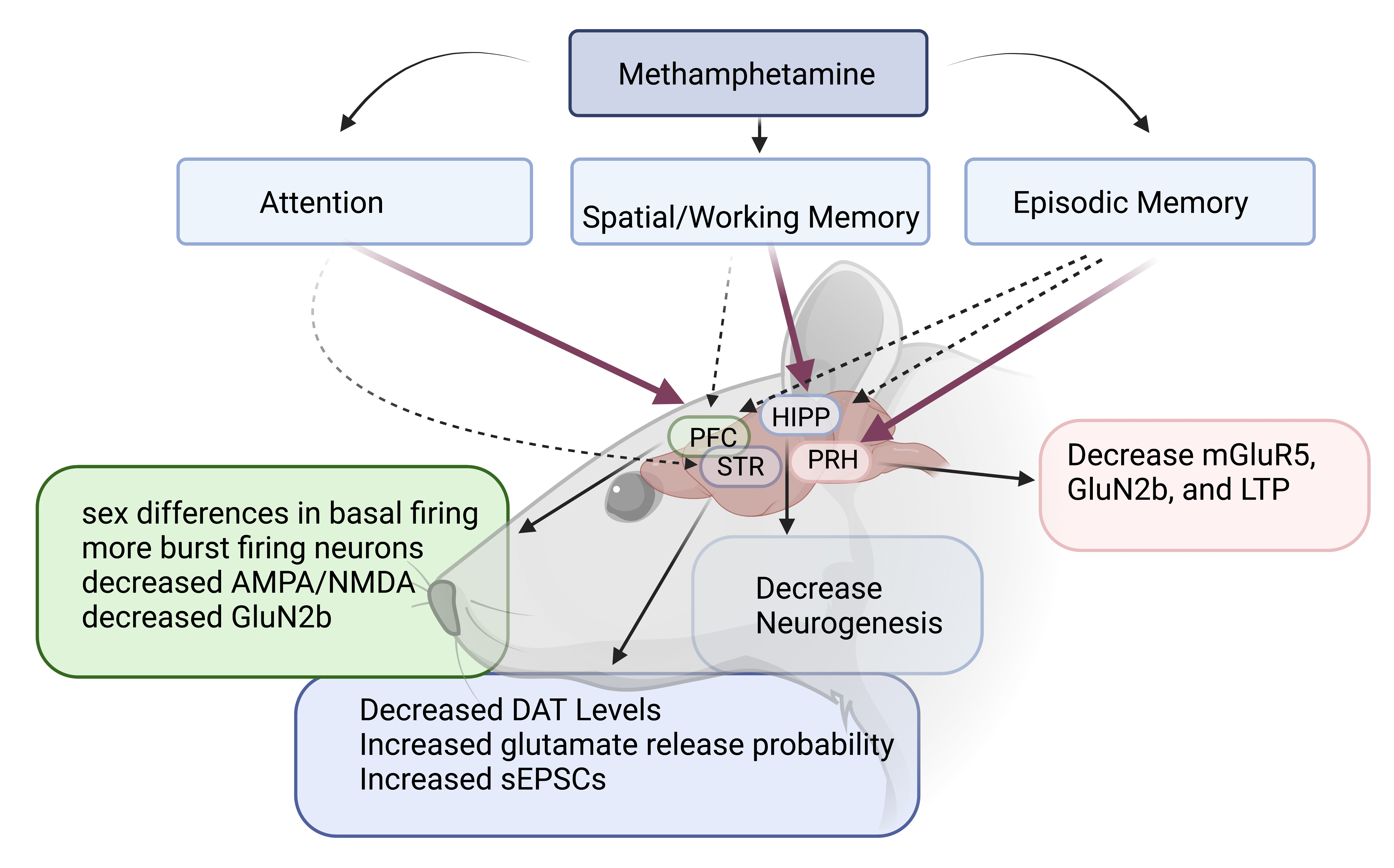 Effect of muscle dysmorphia on image-and-performance-enhancement drugs use  intentions in a non-clinical sample: The role of social cognition -  ScienceDirect