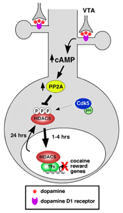 Taniguchi research dopamine