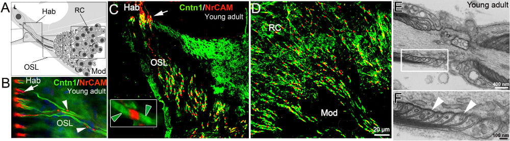 Figures for Paranodal structures in the auditory nerve of young adult mice
