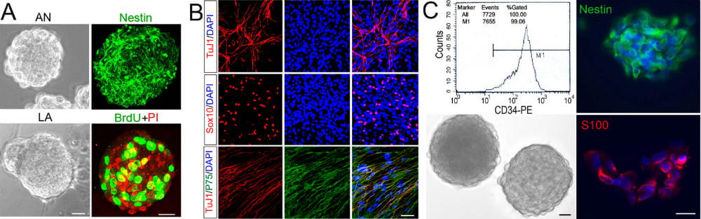 Figures for Neural crest-derived stem cells (NCSCs) generated from adult mouse cochlear tissues and human CD 34+ bone marrow cells