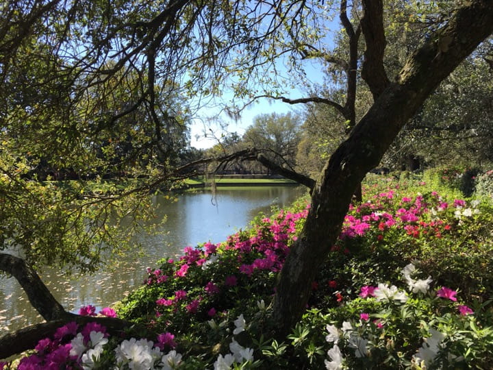 Charleston gardens