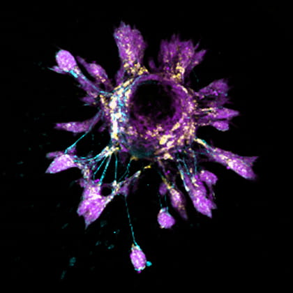 immunofluorescence image