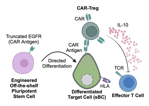 Ferreira Lab Research Interest Figure 1