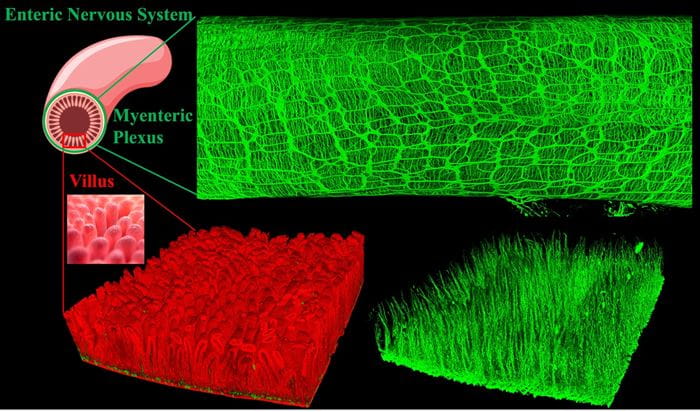 Zhang Lab Research Interests