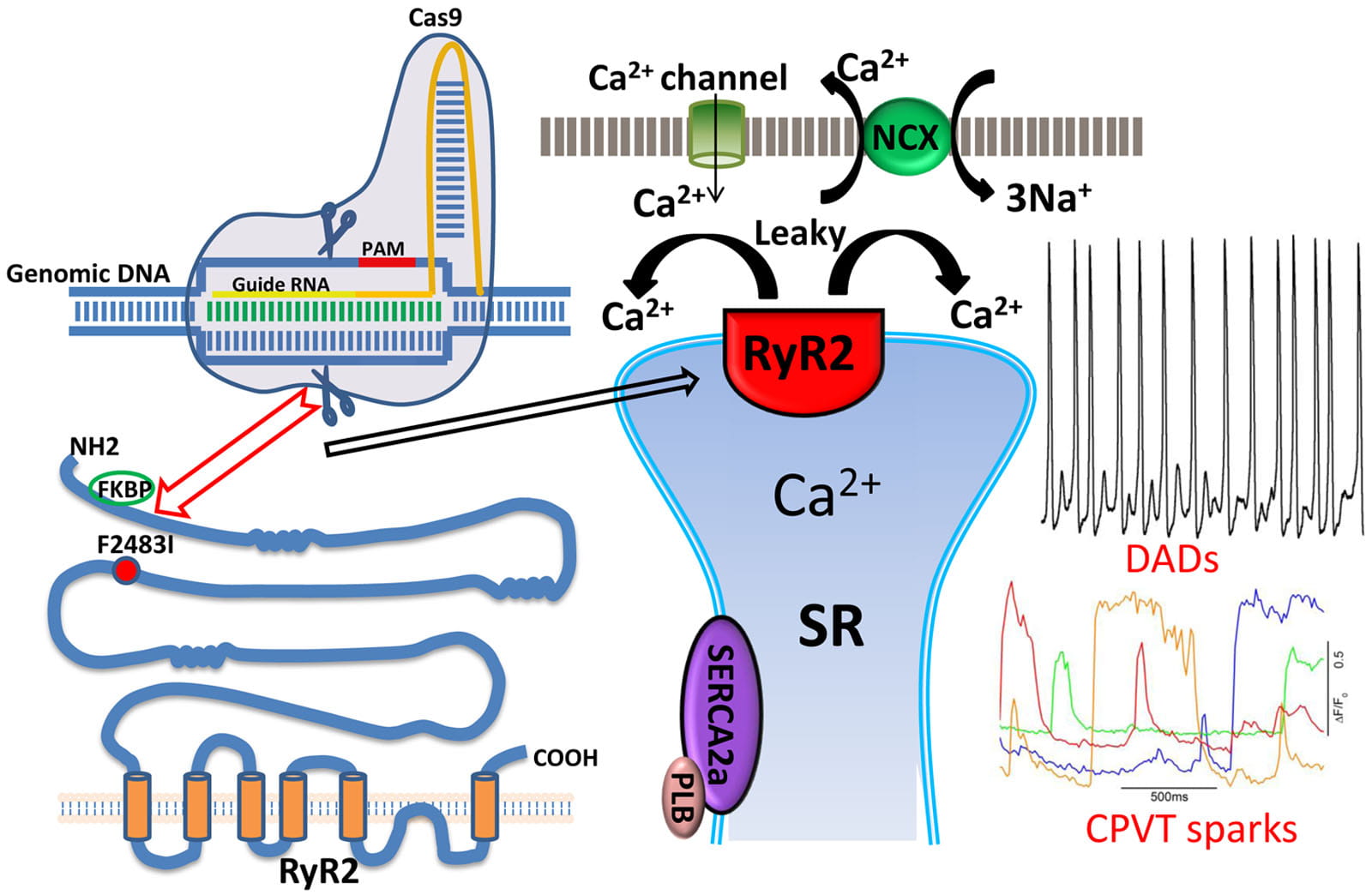 Wei et al, Cell Calcium 2018