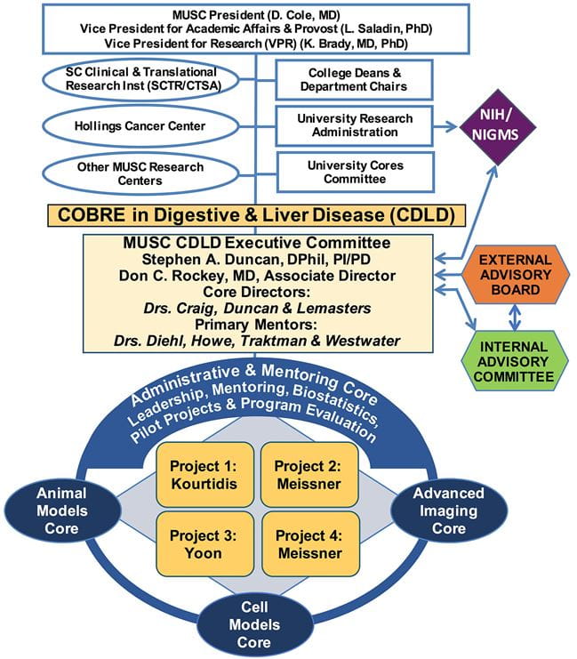 Figure 1. Organizational scheme showing major lines of accountability and interaction for the COBRE in Digestive and Liver Disease.