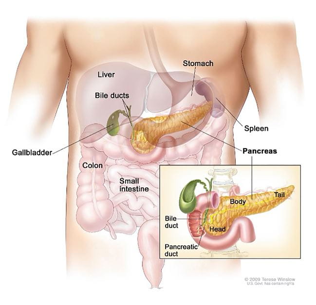 Location of pancreas within the body