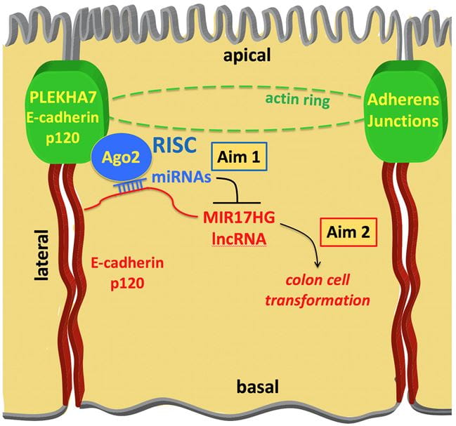Figure 1. Outline of the proposed research. The E-cadherin - p120 catenin (p120) partner PLEKHA7 recruits the core (Ago2) and accessory components of the RNA-induced silencing complex (RISC), as well as miRNAs and lncRNAs at the apical adherens junctions of colon epithelial cells. We hypothesize that through this mechanism PLEKHA7 suppresses the MIR17HG lncRNA (Aim 1) to inhibit pro-tumorigenic cell behavior and maintain the normal epithelial phenotype (Aim 2).