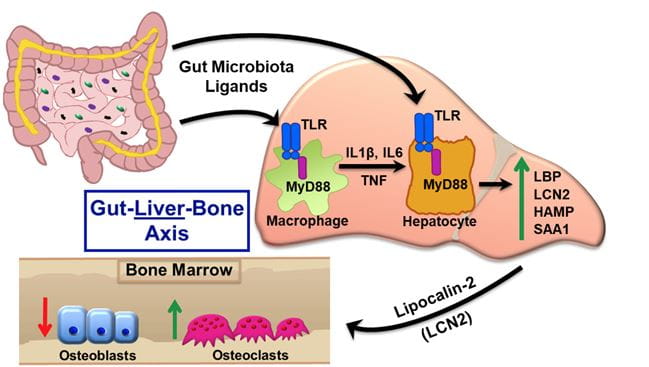 Figure 1. Illustration showing the hypothesis to be tested. Ligands that are derived from the gut microbiota stimulate MyD88-mediated signaling in the liver (Aim 1). As a consequence, the liver secretes specific serum factors that regulate bone remodeling (Aim 2).