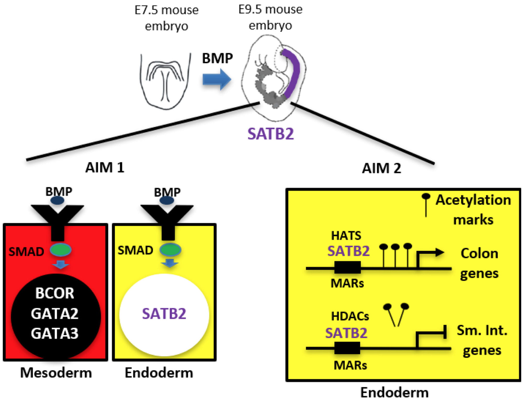 Working hypothesis for research in the Munera lab investigating the role of SMAD1 and SATB2 in colon patterning