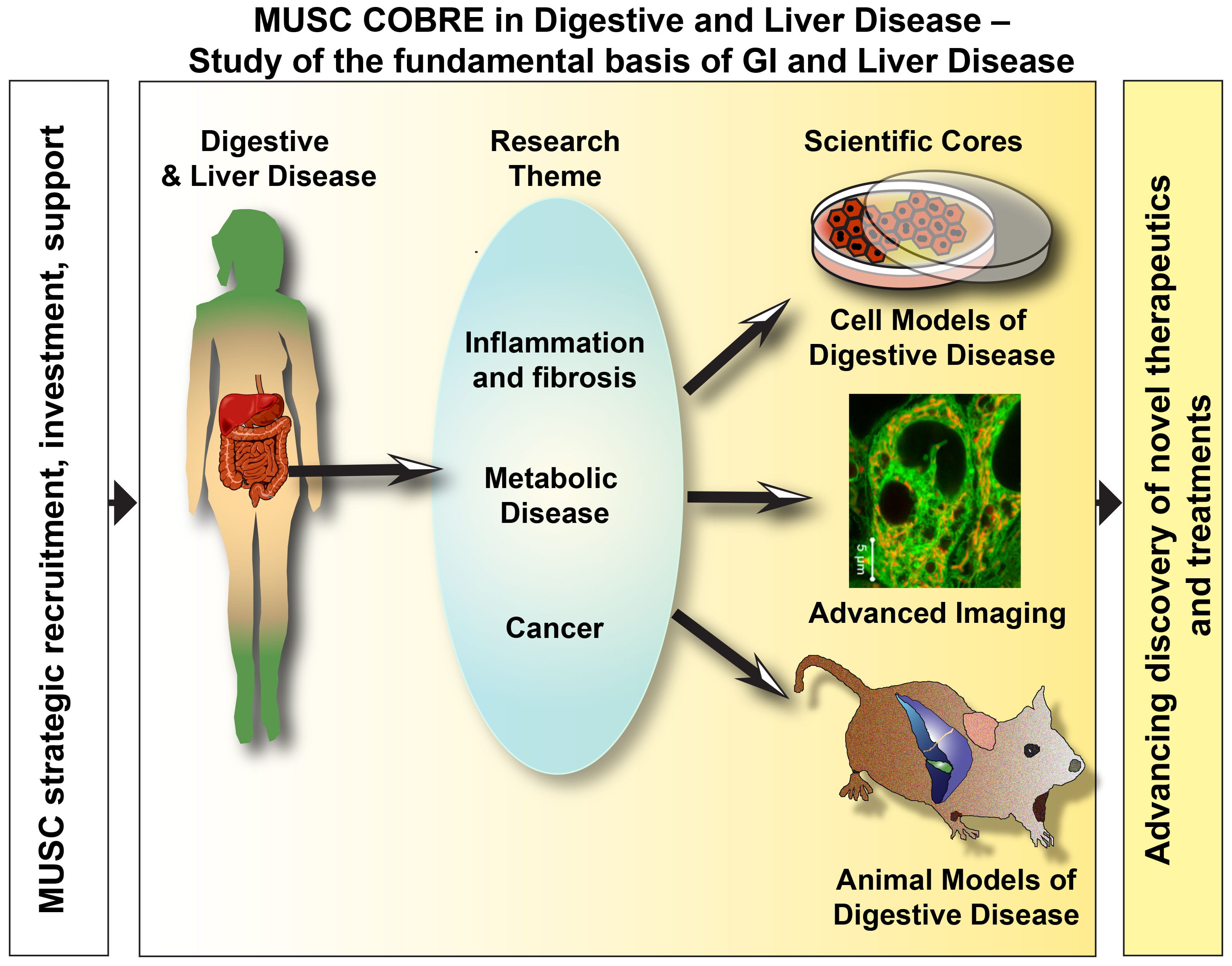 Graphical abstract of the MUSC Center for biomedical resarch excellence in digestive and liver disease