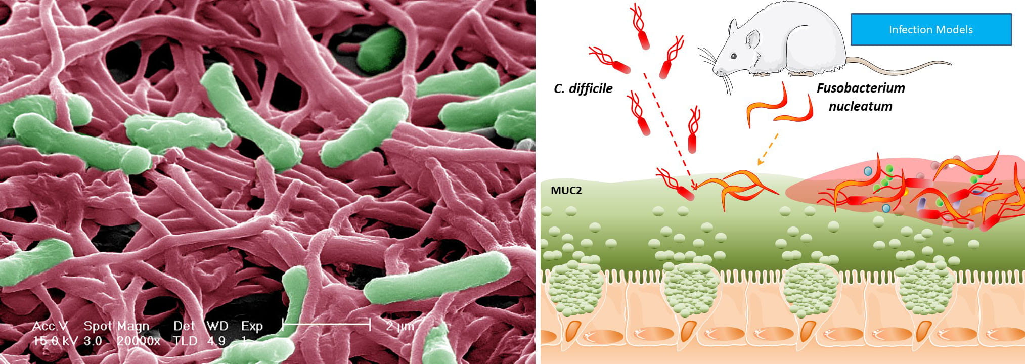 Working model of how pathogens colonize and subvert the mucus layer to cause infection