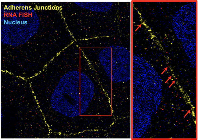 Figuring showing adherens junctions, RNA FISH, and Nuclear staining in our cell culture model