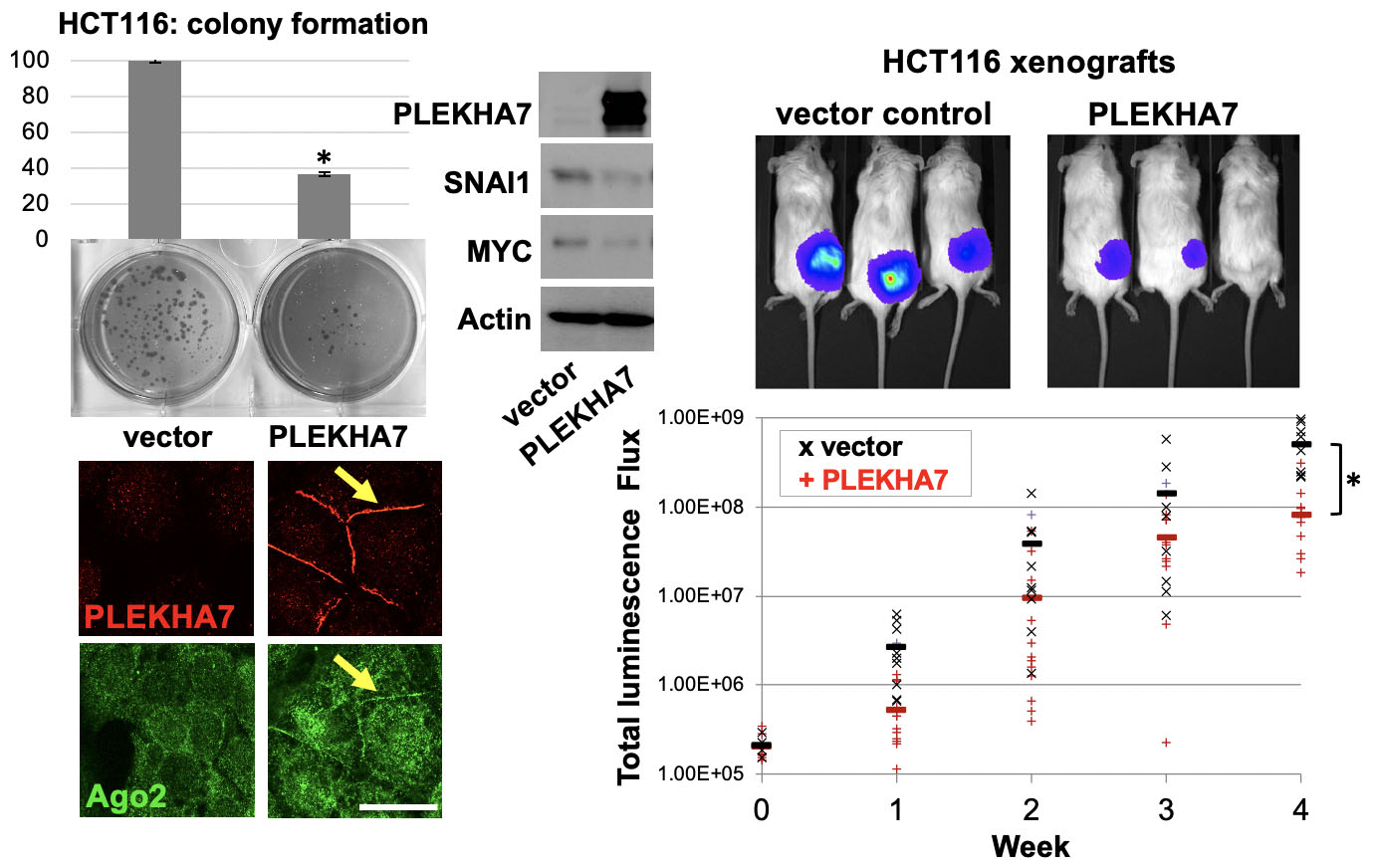 Multiple panel image showing colony formation and images of mouse models