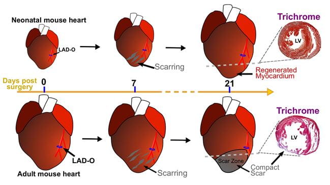 Neonatal mouse model for the heart studies