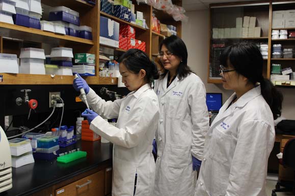 Hongjun Wang, Ph.D. in her lab