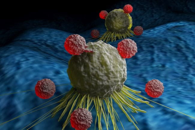 T-cells attacking cancer cells. Image by Meletios Verras . Licensed from istockphoto.com.