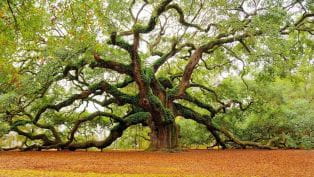 Angel Oak